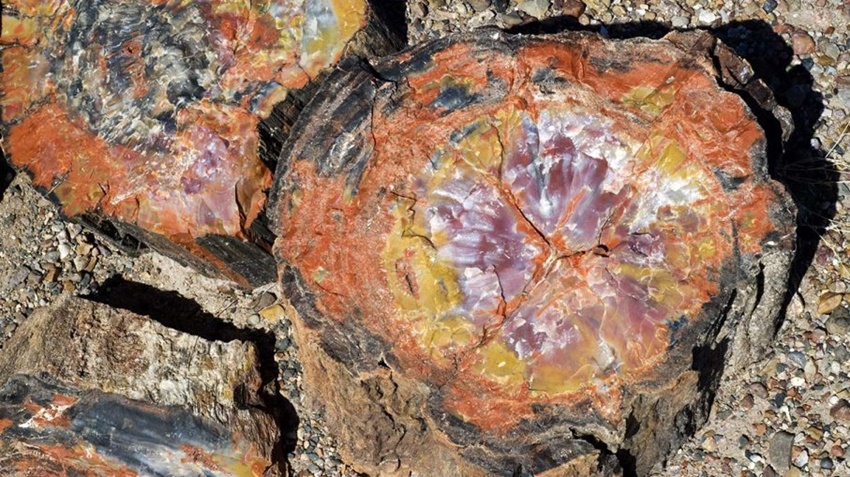 Shamanic Journey Crystal Set Petrified Wood Picture Jasper Tree Turritella Agate 