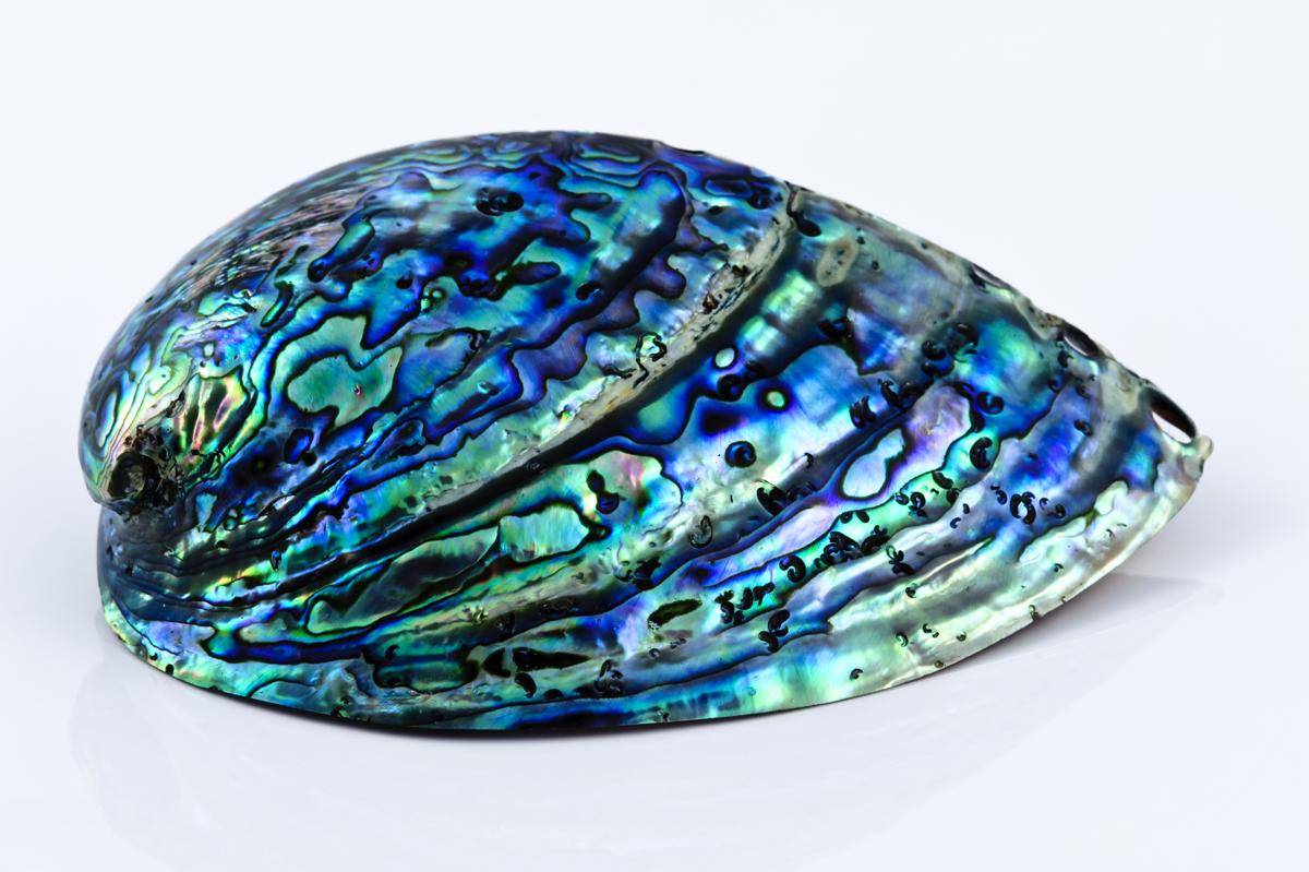 Facts About Abalone: Meanings, Properties, and Benefits