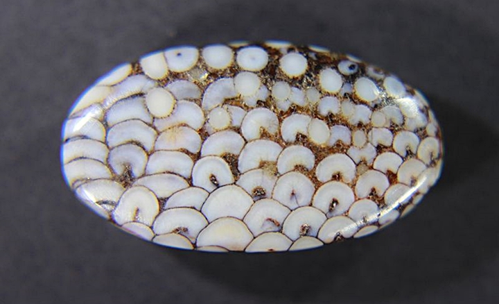 Facts About Snakeskin Agate: Meanings, Properties, and Benefits