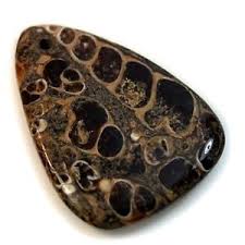 Turritella Agate Benefits