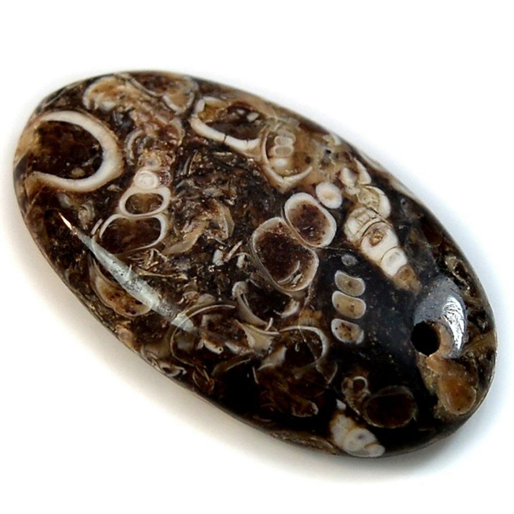 Facts About Turritella Agate: Meanings, Properties, and Benefits