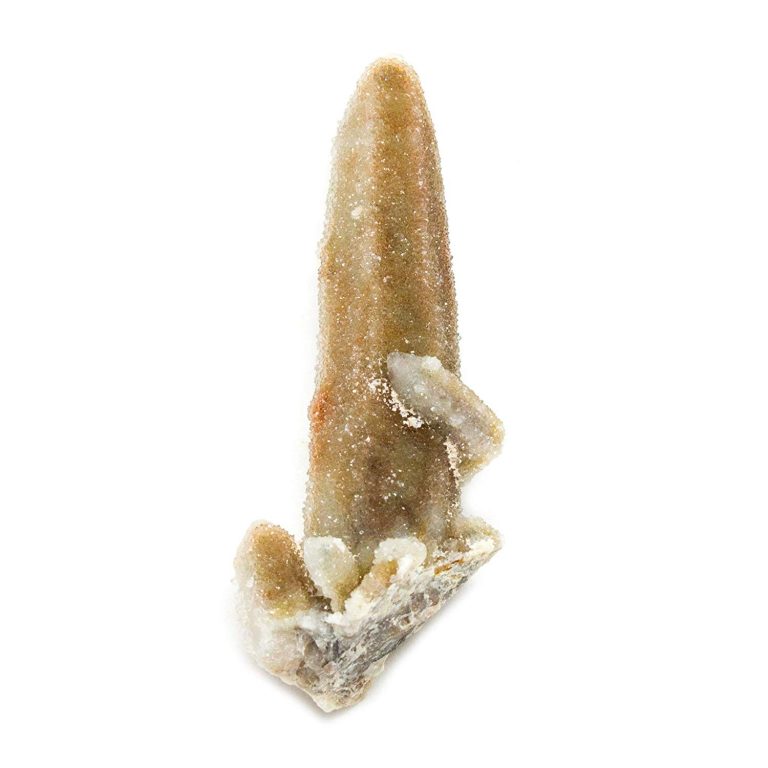 Facts About Witches Finger: Meanings, Properties, and Benefits