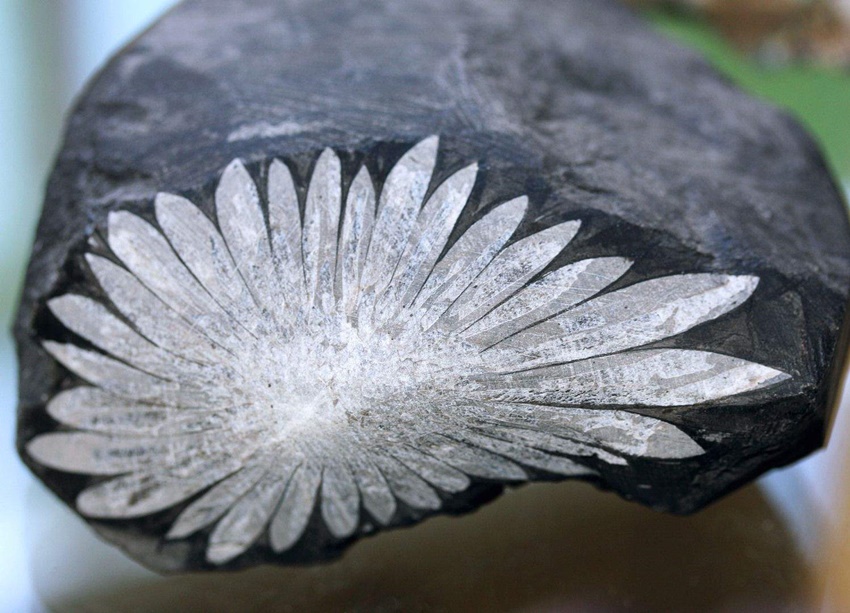 Chrysanthemum Stone: Meanings, Properties, and Benefits