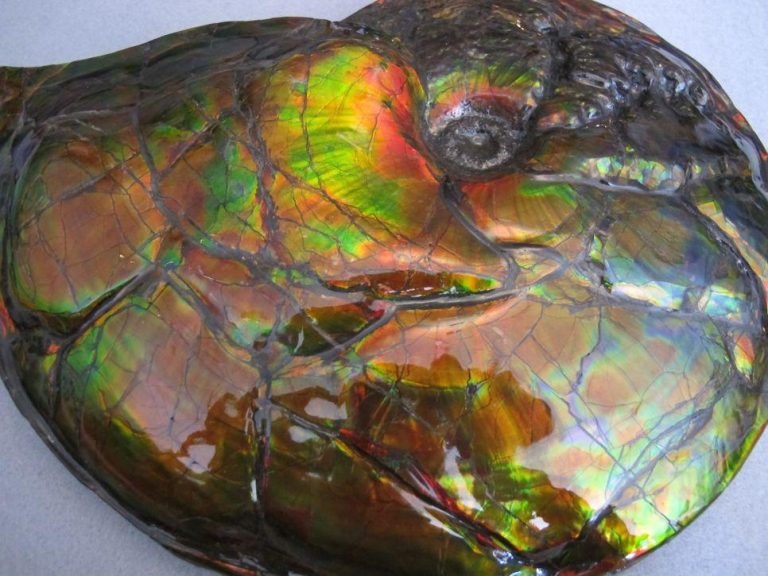 Facts About Ammonite: Meanings, Properties, and Benefits