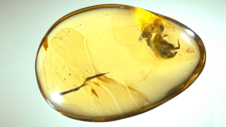 power of amber