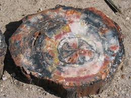 petrified wood